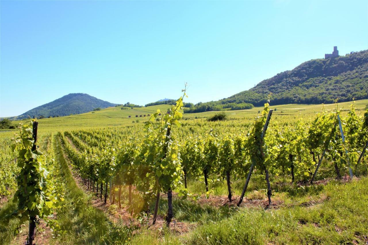 La Halte Des Vignes - Route Des Vins D'Alsace Apartment Scherwiller Ngoại thất bức ảnh